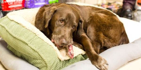 Pet Supply Store Thomaston CT Thomaston Feed